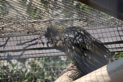 IMG 4524