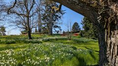 20250411 Mainau 07