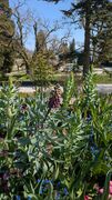 20250411 Mainau 12