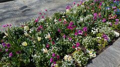 20250411 Mainau 13