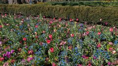 20250411 Mainau 14