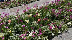 20250411 Mainau 15