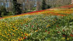 20250411 Mainau 17