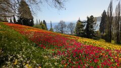 20250411 Mainau 18