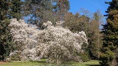 20250411 Mainau 19