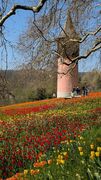 20250411 Mainau 20