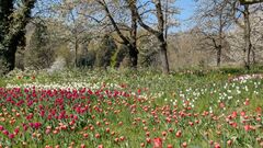 20250411 Mainau 22
