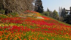 20250411 Mainau 23