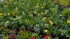 20250411 Mainau 27