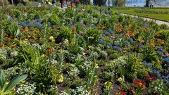 20250411 Mainau 28