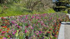 20250411 Mainau 32