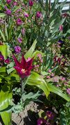 20250411 Mainau 33