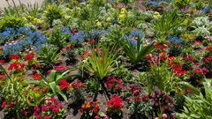 20250411 Mainau 34